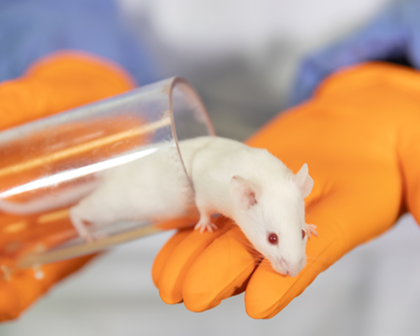 Laboratuvar çalışanının elinde tuttuğu bir cam tünel ve fare 
